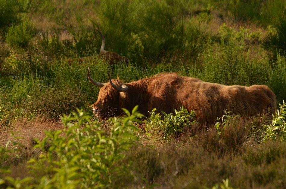Scottish cattle in nature