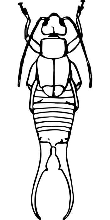 drawing earwig beetle