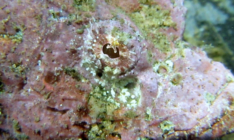 Scorpionfish