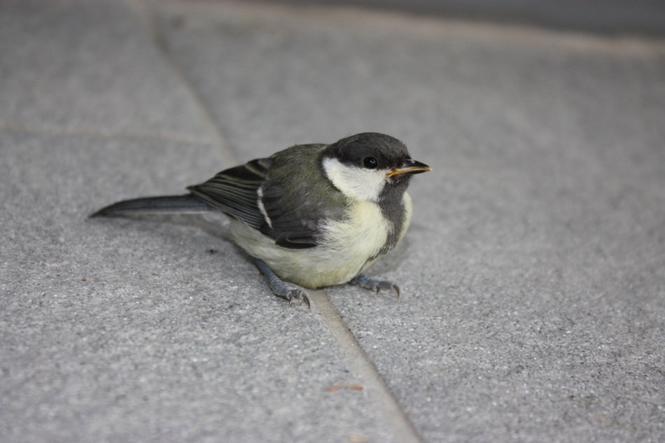 grey Tit Bird