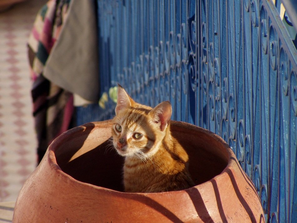 beautiful ginger Cat