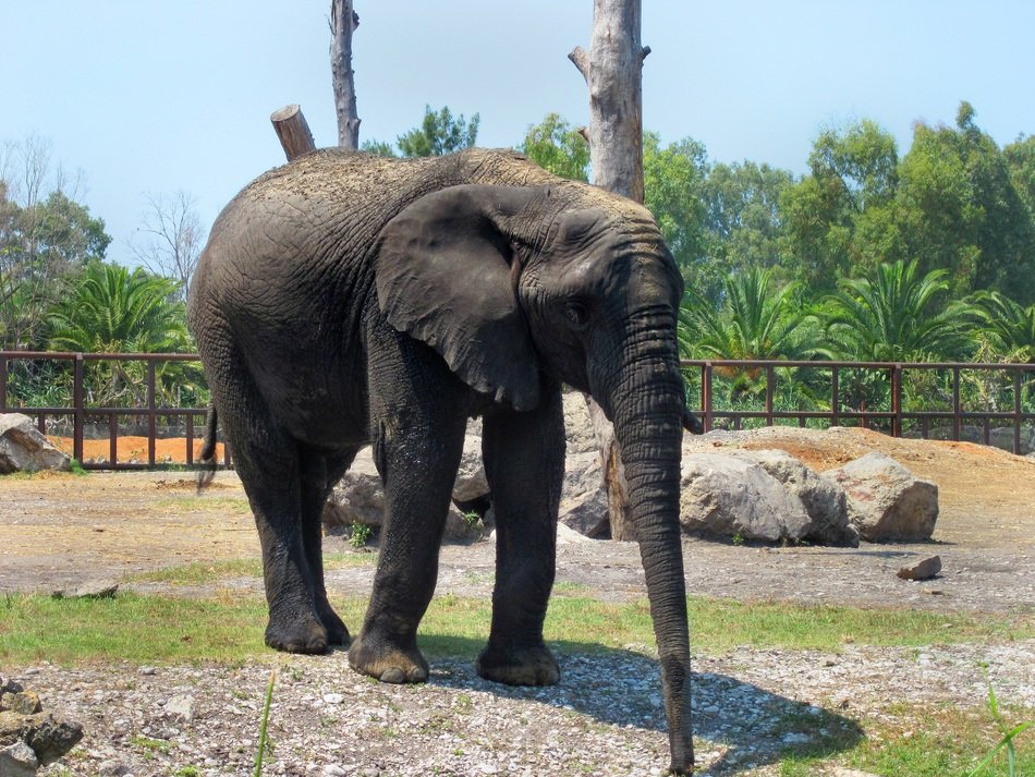 Big elephant in the zoo