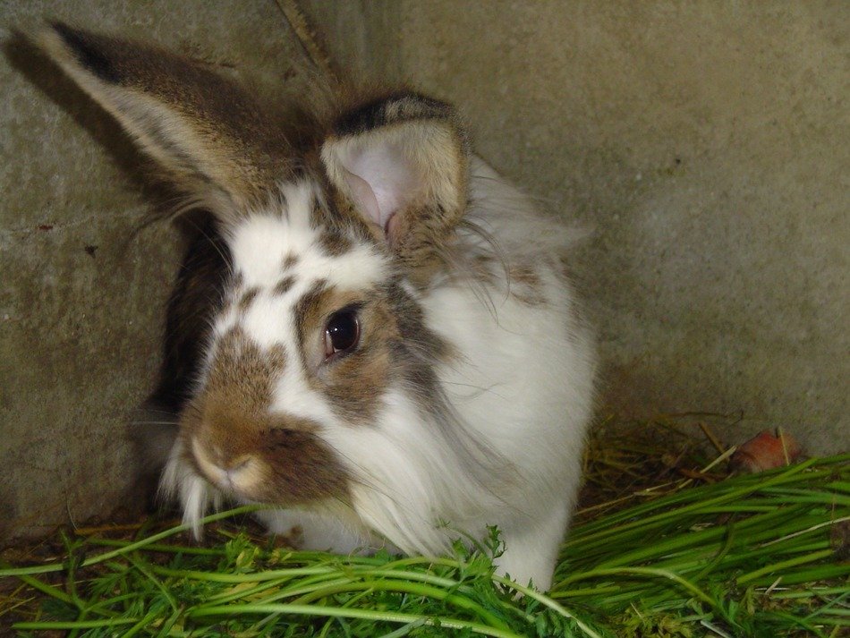 spotted rabbit on the grass in the aviary