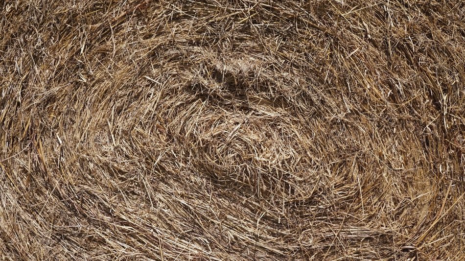 Dry Gras