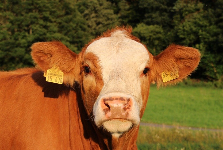Cow on the farm