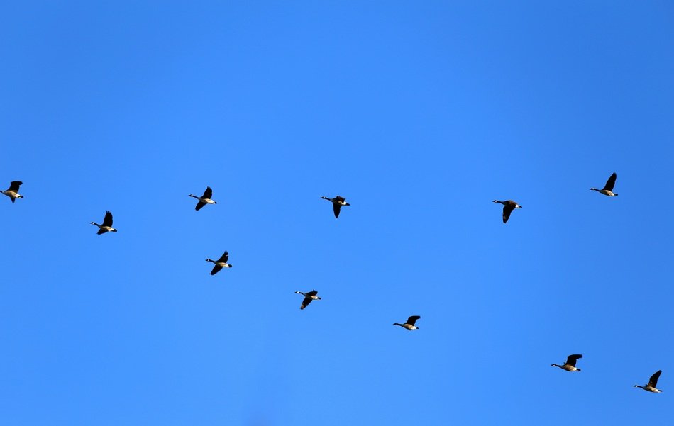 Geese Canada in the blue sky