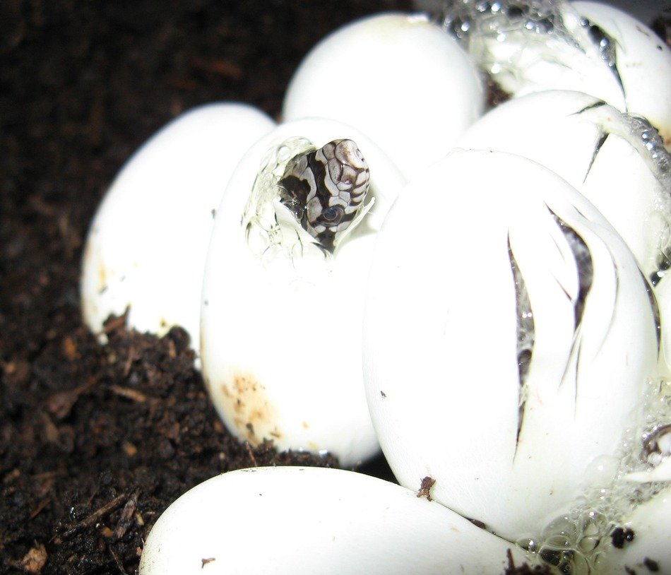 Snake Eggs