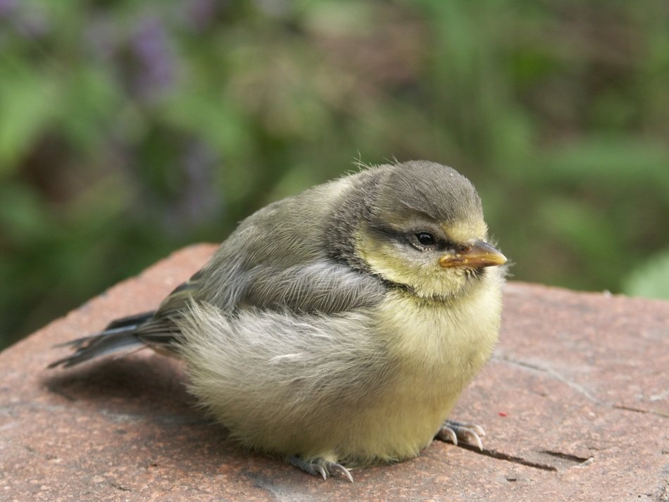 young tit on the edge of a stone