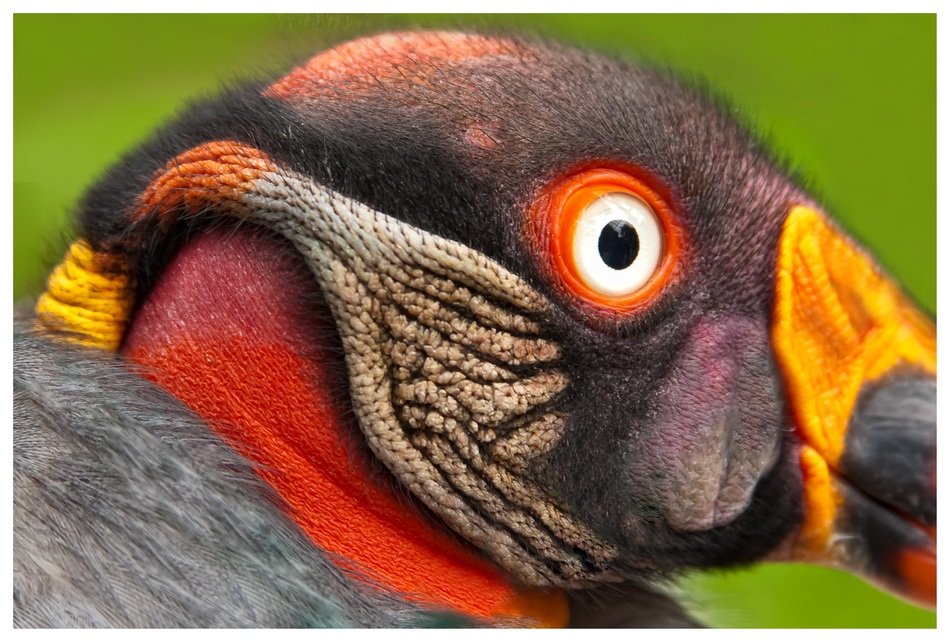 profile of the king of the vultures