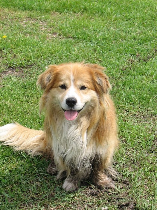 beautiful and cute Dog Farm