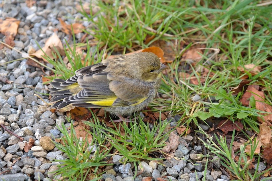 wild colorful Greenfinch on pebbles