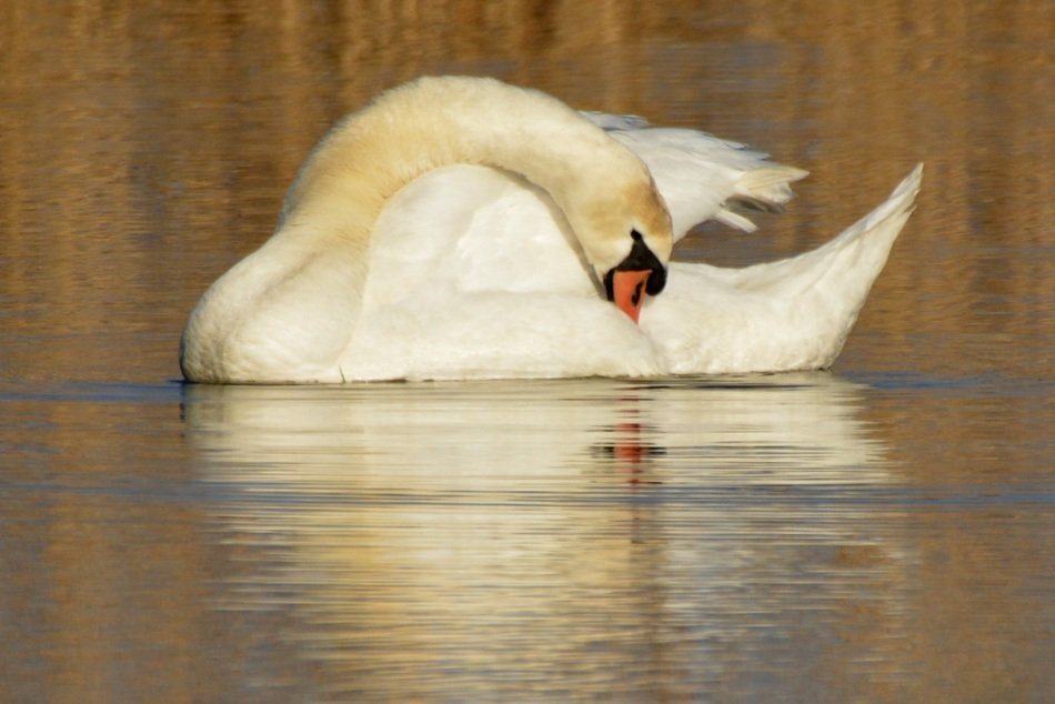 whooper swan on the lake