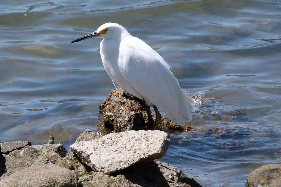 snowy egret on the stone on a sunny day