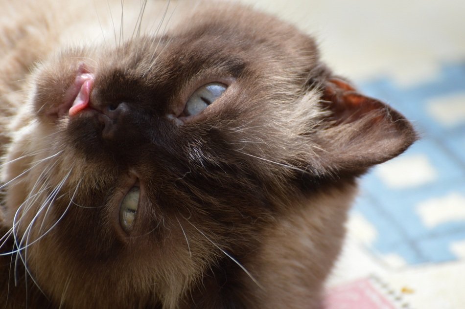 photo of Face of British shorthair with tongue hanging out