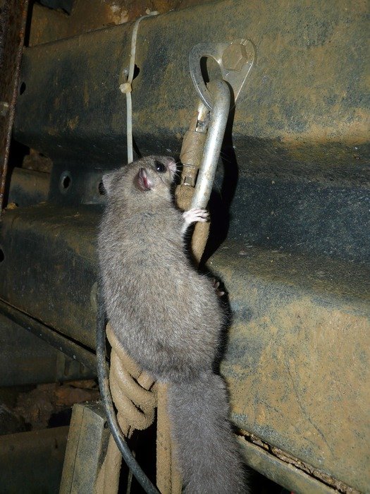 a tailed rodent climbing on a metal structure