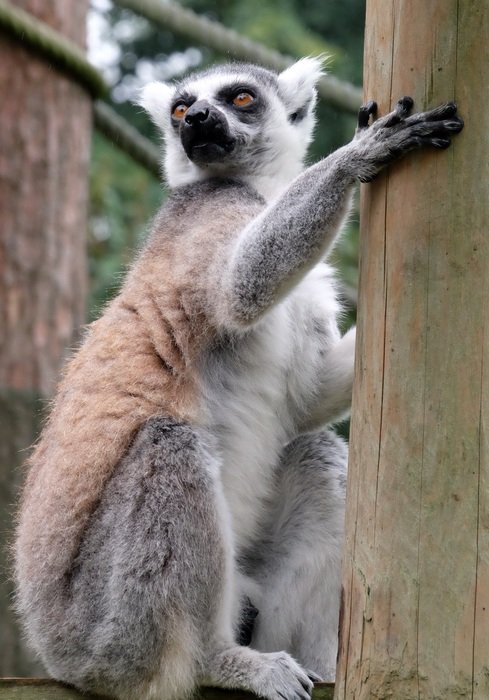Animal in the zoo