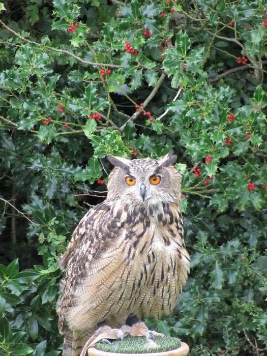 Eagle Owl delicious
