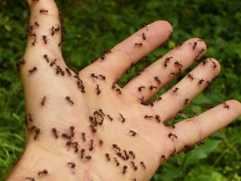 Ants on the hand