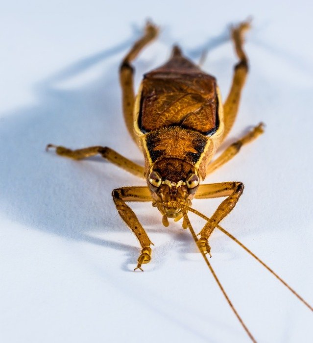 brown grasshopper with long whiskers