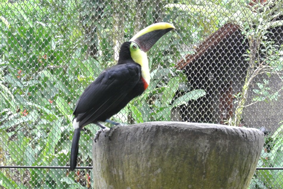 toucan in a large cage in costa rica
