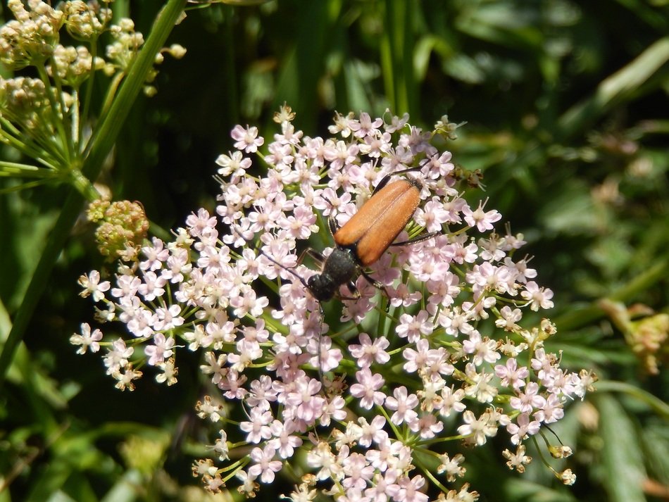 the beetle sits on a flower