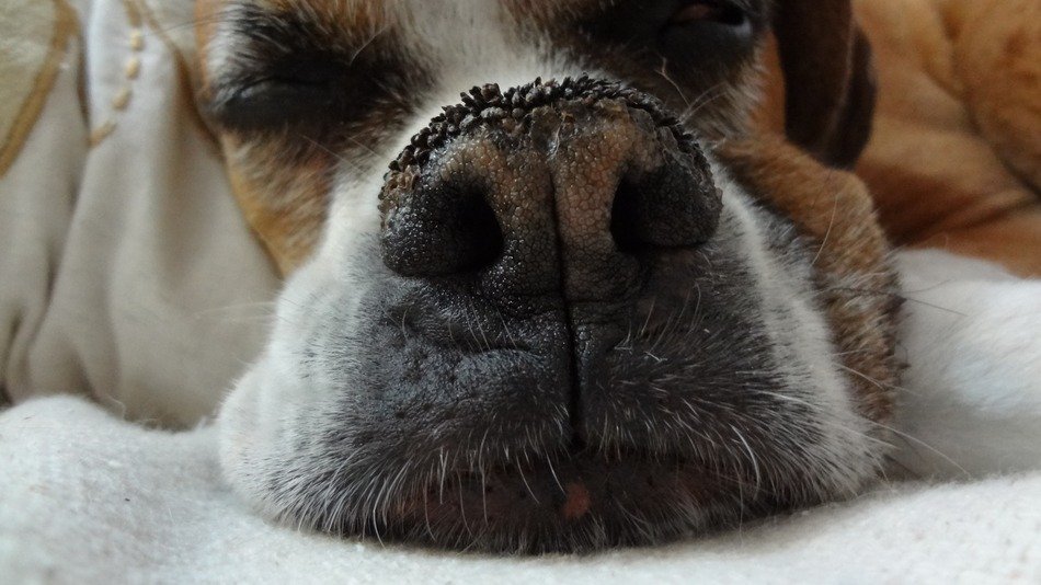 Boxer Dog nose