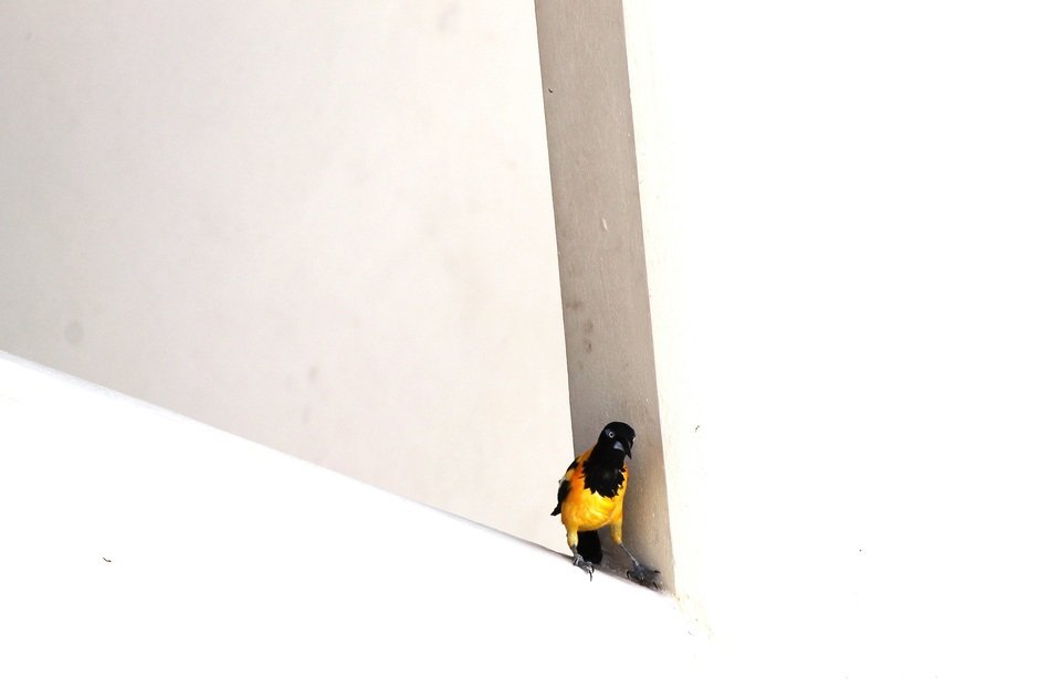 yellow bird on the white wall