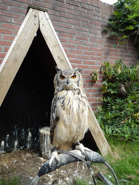 Owl on stick