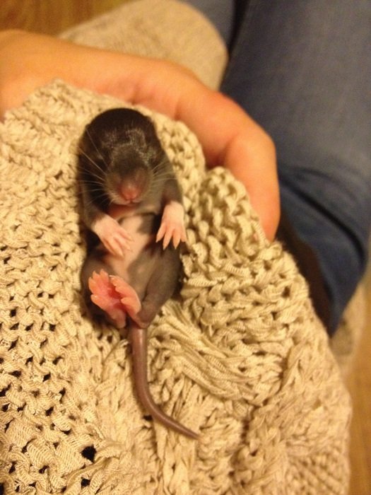 small rodent in human hands