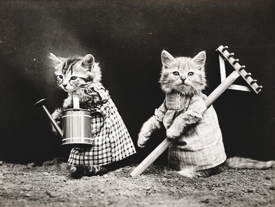 Vintage photos of kittens dressed in a rural clothing