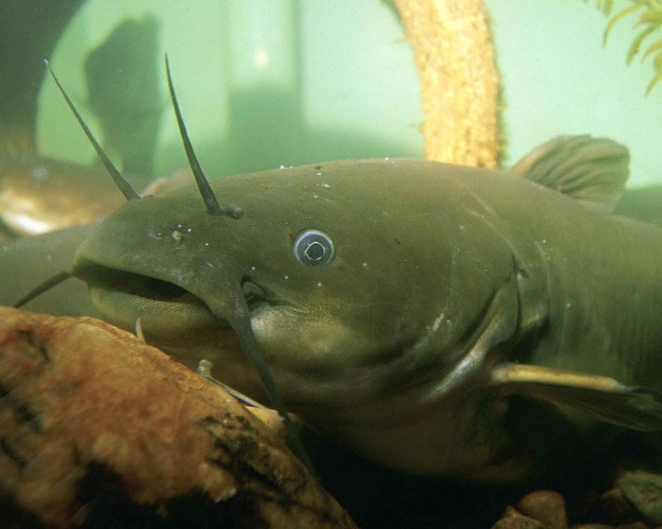 Natalis Ameiurus