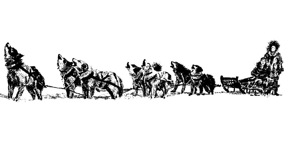 Sledge Dog team
