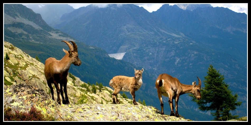 mountain goats picture in black frame