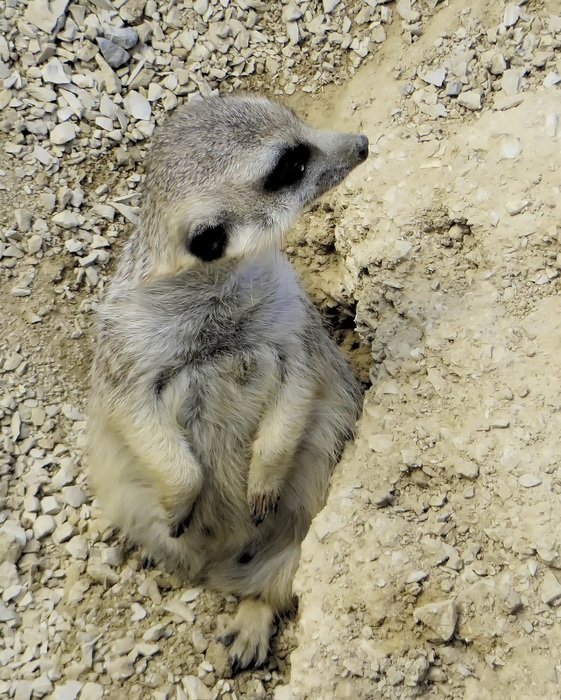 rodent in the steppe