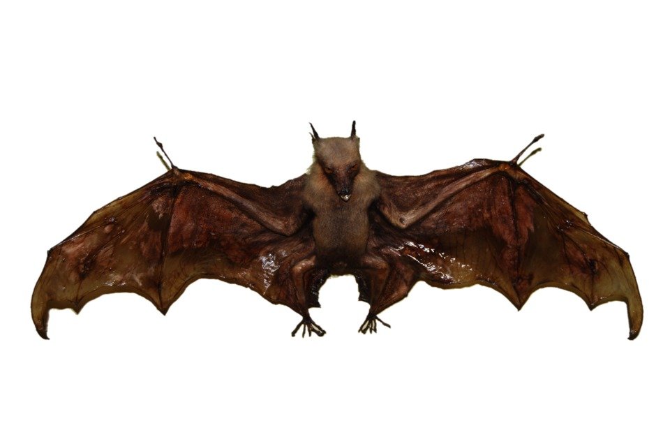 bat on white background