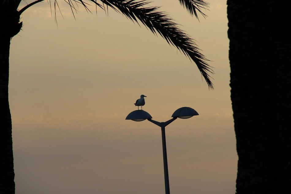 seagull on a lantern on the beach at sunset