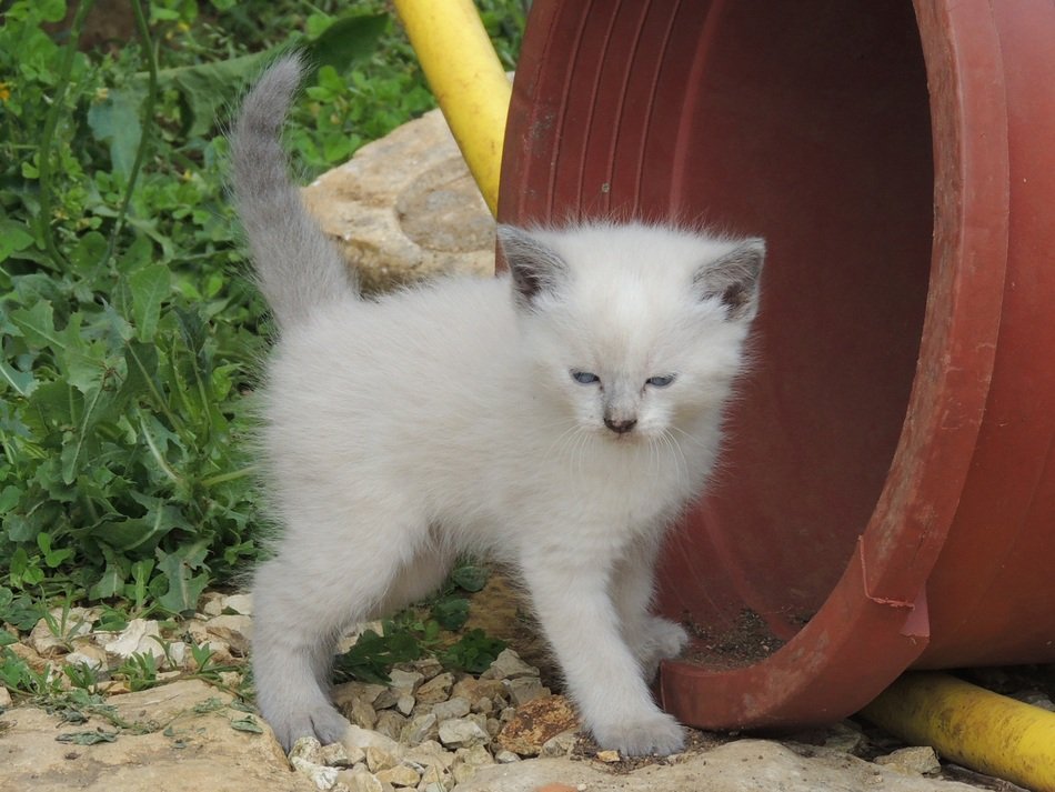 kitten near the flowerpot