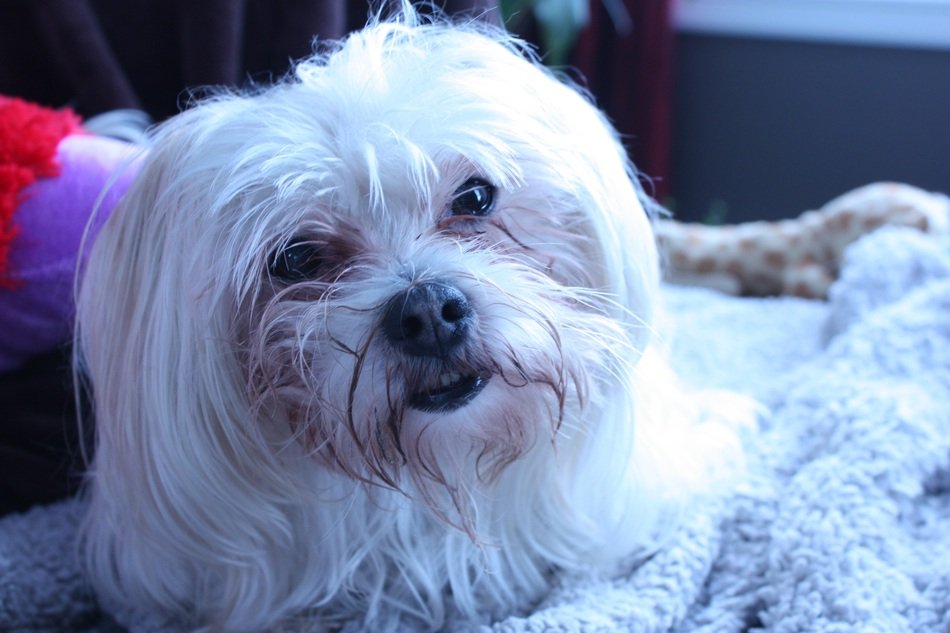 white dog with long hair close up