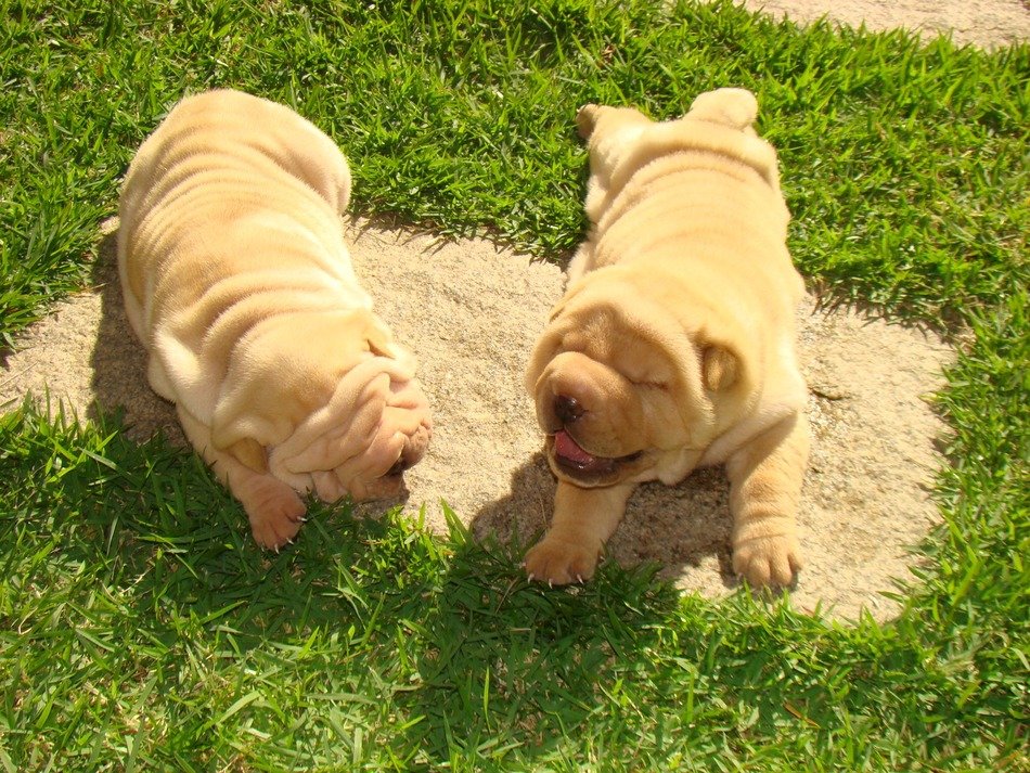 Picture of Sharpei cute dogs