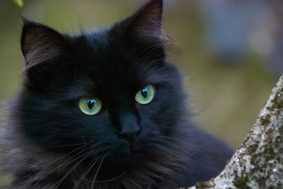 Close-up of the cute beautiful black cat at blurred background