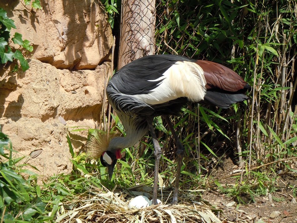 crane stands near the wall