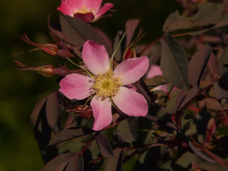 Dog Rose Hagros
