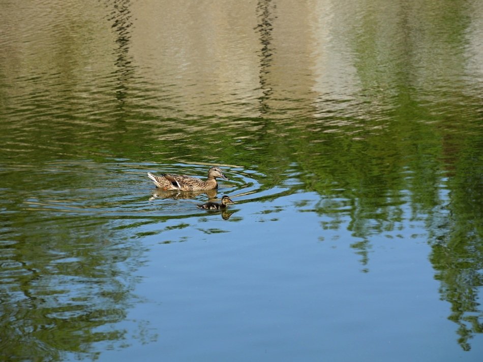 small Duck in the Pond