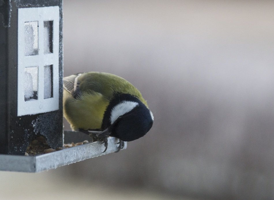 big tit is standing on the feeder
