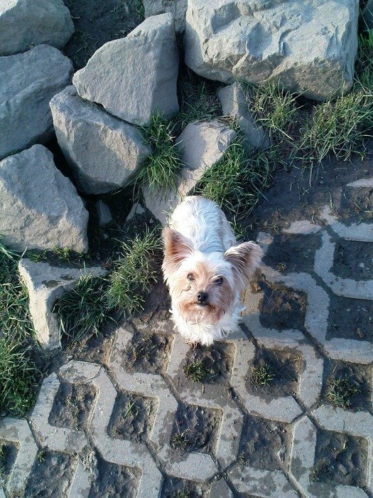 yorkshire terrier on concrete tile