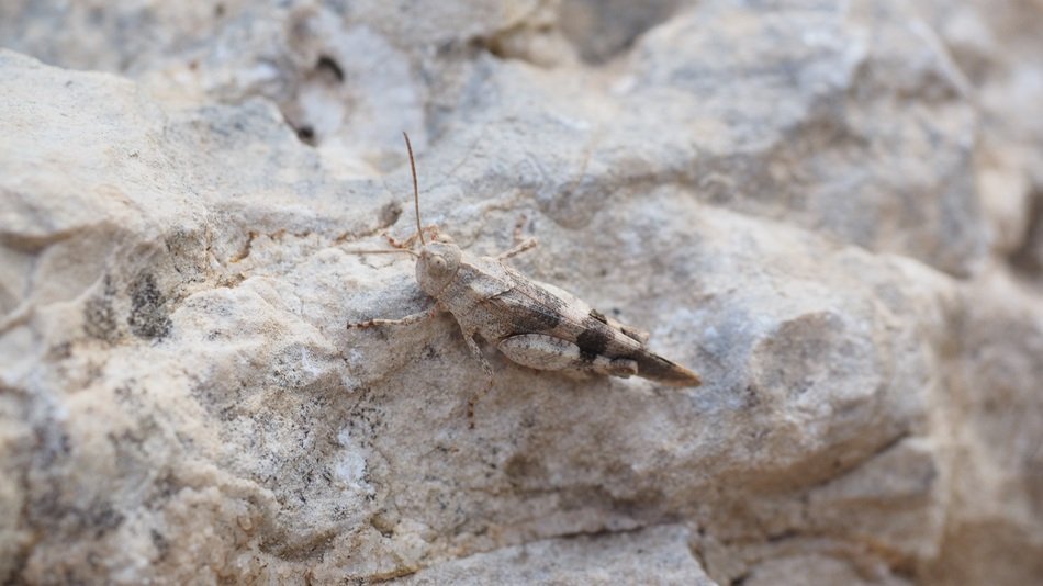 Grasshopper or oedipoda caerulescens