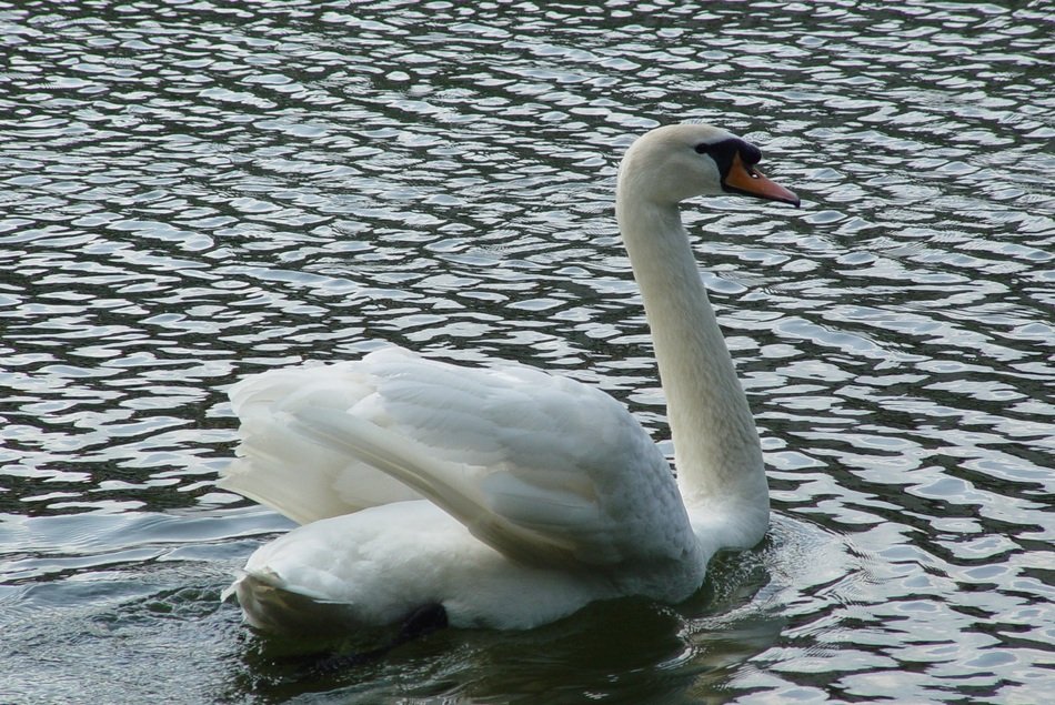 beautiful great white Swan