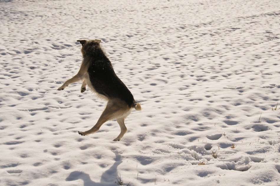 jumping dog on the snowy field