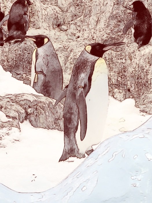 king penguins in the picture