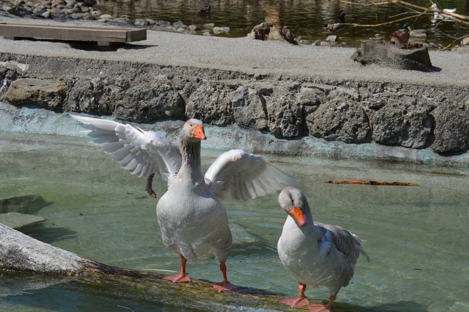 geese on the Bay